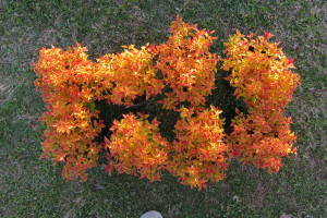 Spirea - Gold Flame