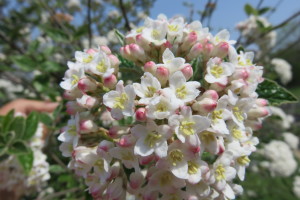 Viburnum - Burkwoodii