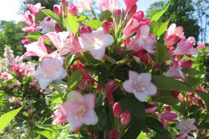 Weigela - Carnaval