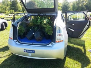 Kathy Arnold Car full of plants