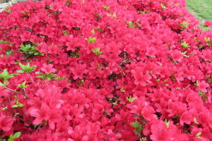 Abbottswood Potentilla