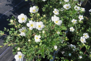 Abbottswood Potentilla