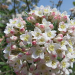 Viburnum – Burkwoodii