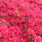 Abbottswood Potentilla