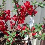 Crimson n Gold Quince