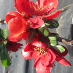 Crimson n Gold Quince