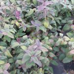 Hypericum, Aubury Purple