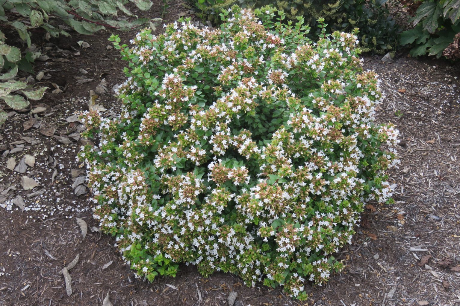 Abelia, Rose Creek - Longview Nursery