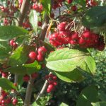 Aronia Chokeberry, Red Brilliantissima