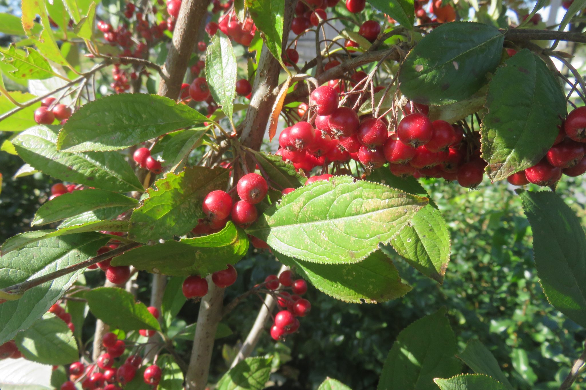 Aronia Chokeberry, Red Brilliantissima - Longview Nursery