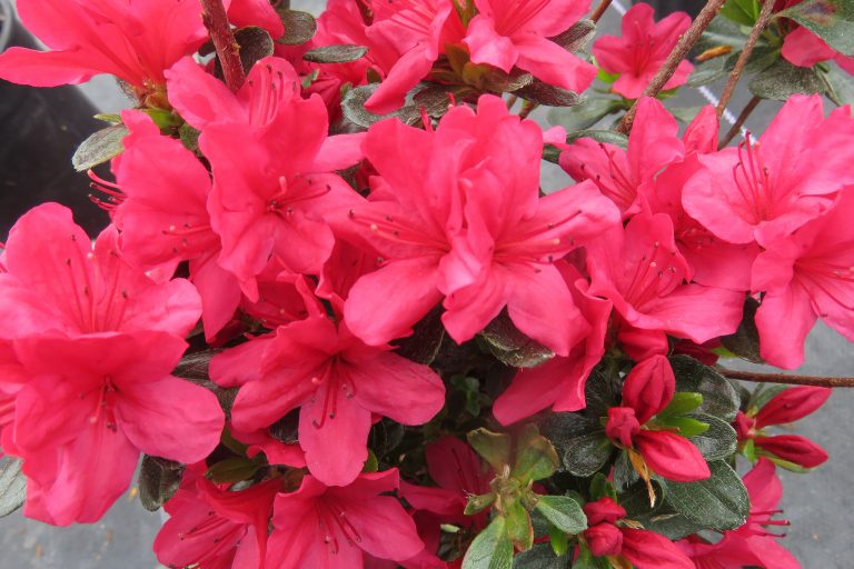 Azalea, Hino Crimson - Longview Nursery