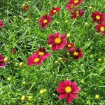 Coreopsis, Mercury Rising