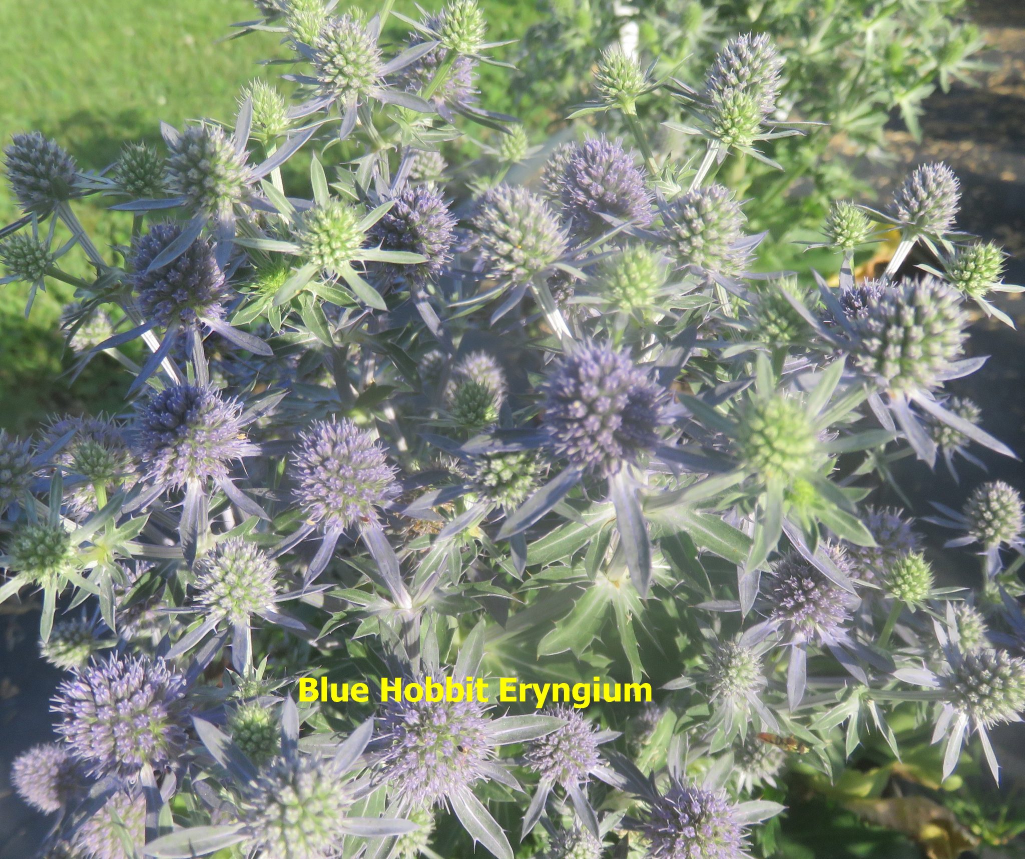 Eryngium, Blue Hobbit Longview Nursery