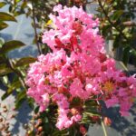 Crepe Myrtle, Sioux