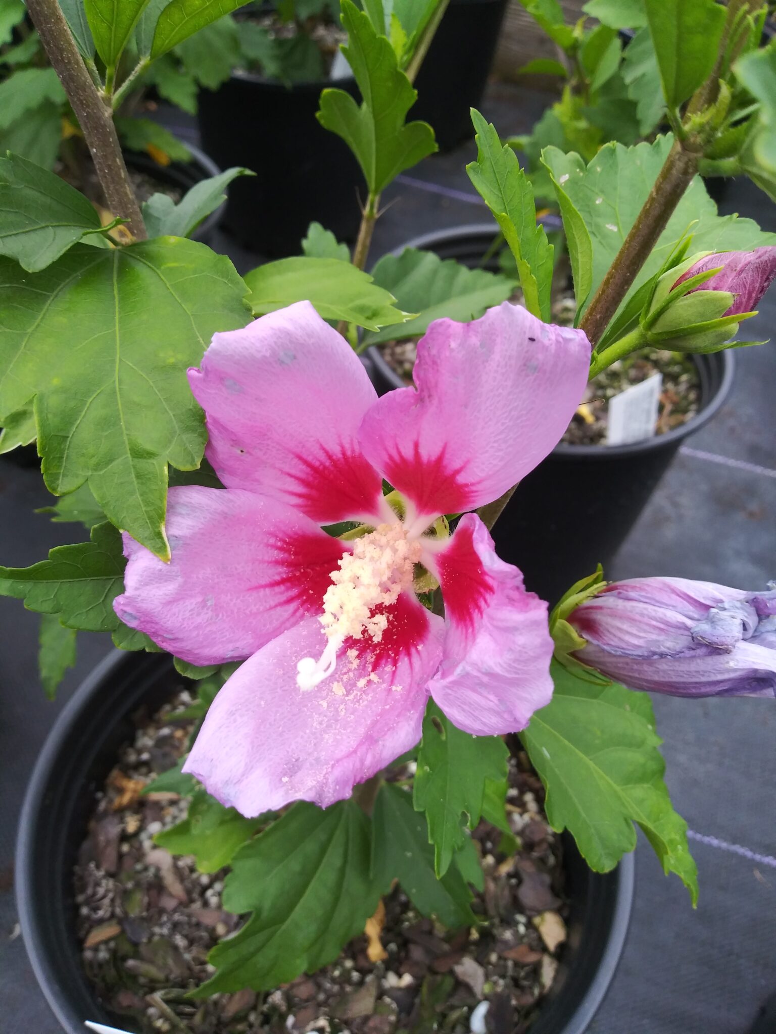 Aphrodite Rose Of Sharon