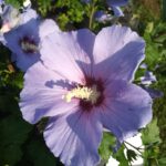 Rose of Sharon, Bluebird