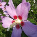 Rose of Sharon, Minerva