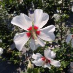 Rose of Sharon, Redheart