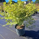 Beautyberry, Duet Variegated