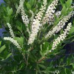 Clethra, Hummingbird