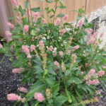 Clethra, Ruby Spice