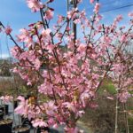 Cherry, Okame