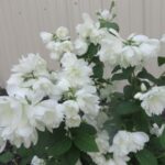 Mock Orange, Snowbelle2